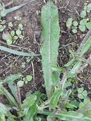 Picris hieracioides