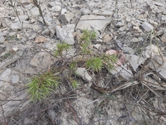 Galatella linosyris