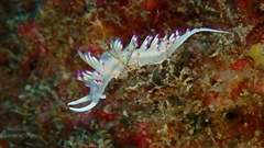Flabellina llerae