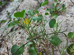 Paspalum vaginatum