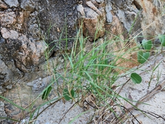 Paspalum vaginatum