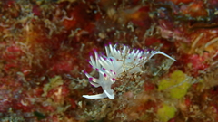 Flabellina llerae
