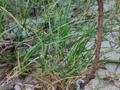 Paspalum vaginatum