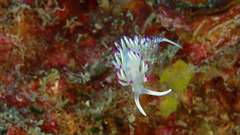 Flabellina llerae