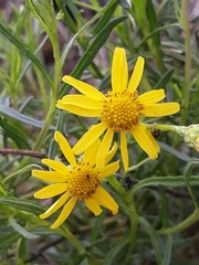 Senecio inaequidens
