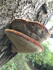 Inonotus