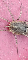 Odiellus spinosus