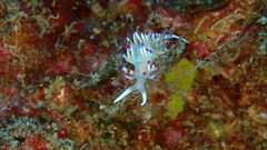 Flabellina llerae
