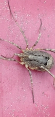Odiellus spinosus