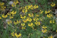 Hippocrepis