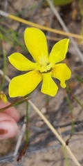 Moraea bituminosa