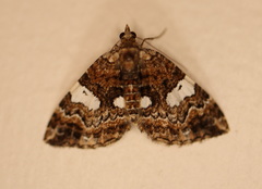 Chrysolarentia phaedra