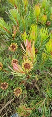 Protea scolymocephala