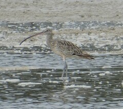 Numenius madagascariensis