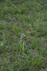Orchis militaris