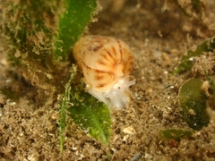 Terebridae