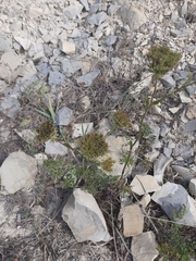 Silphiodaucus hispidus