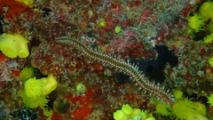 Hermodice carunculata