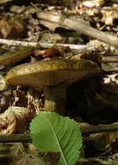 Lactarius turpis