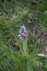 Orchis militaris
