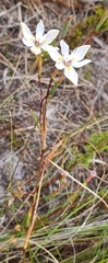 Moraea viscaria