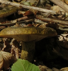Lactarius turpis