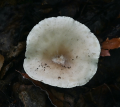 Infundibulicybe geotropa