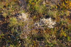 Leontopodium
