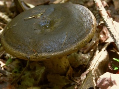 Lactarius turpis