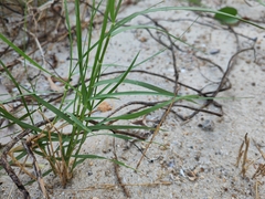 Paspalum vaginatum