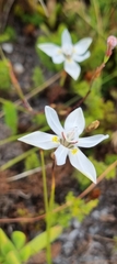 Moraea viscaria