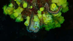 Hermodice carunculata