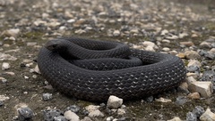 Pseudonaja inframacula