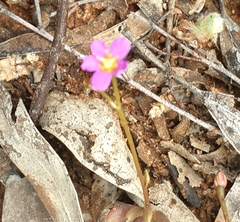 Calandrinia