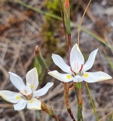 Moraea viscaria