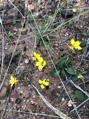 Goodenia glabra