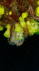 Hermodice carunculata