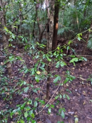 Pedleya acanthoclada