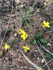 Goodenia glabra