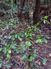 Pedleya acanthoclada
