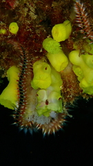 Hermodice carunculata