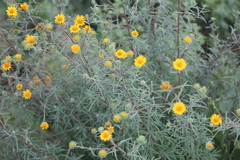 Aldama linearis