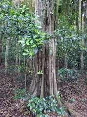 Planchonella australis