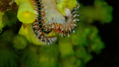 Hermodice carunculata