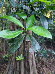 Planchonella australis