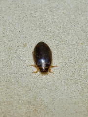 Thermonectus basillaris basillaris