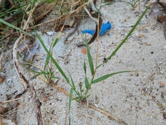 Paspalum vaginatum