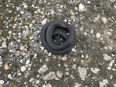 Pseudonaja inframacula