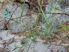 Paspalum vaginatum
