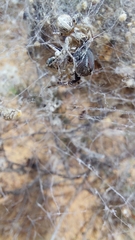 Stegodyphus dumicola